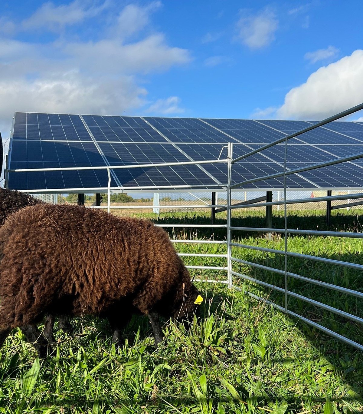 Ett smart samarbete: marken inom solparken betas av får. Foto: Kraftringen.