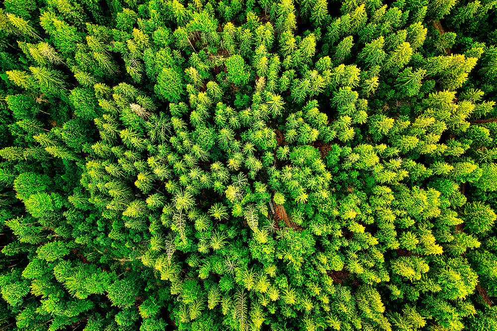 Skog Falkenberg.jpg