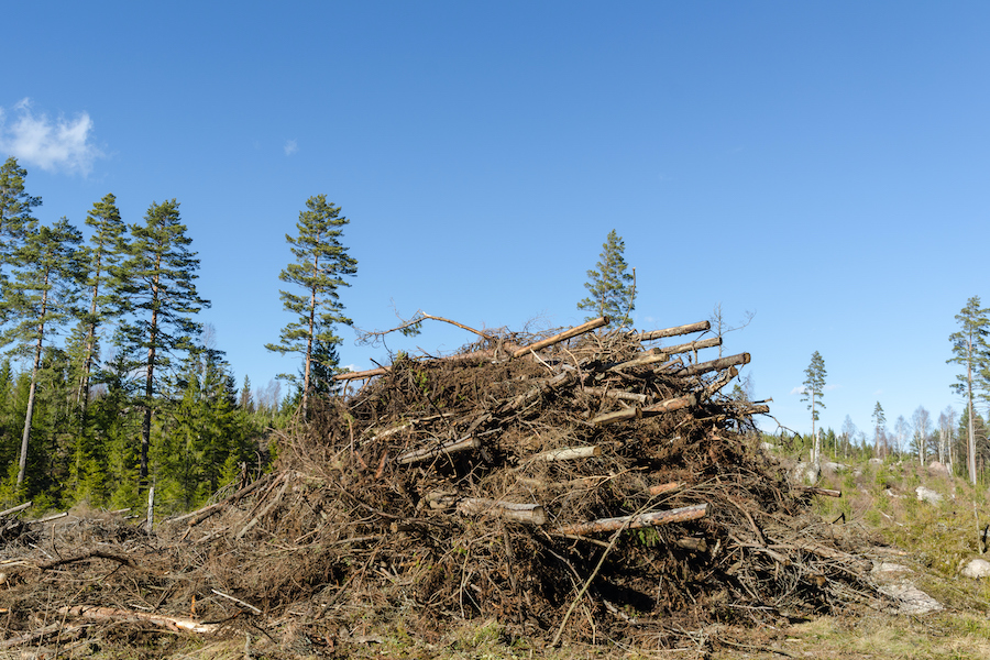 Det går att ta ut betydligt mer grot från skogsbruket. Foto: Shutterstock.