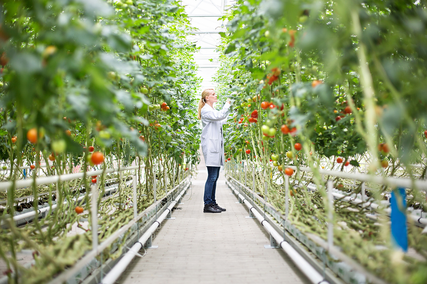 Tomatodling som drivs av restvärme - en win-win-situation. Foto: Istock.